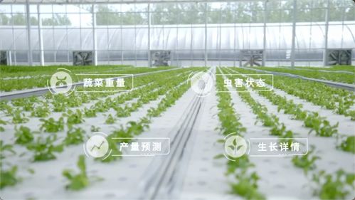 EasyDL 京东方AIPaaS 智慧农业的全周期种植与管理